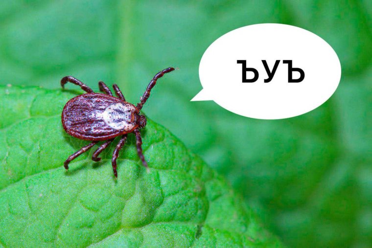 Клещевой энцефалит клещ