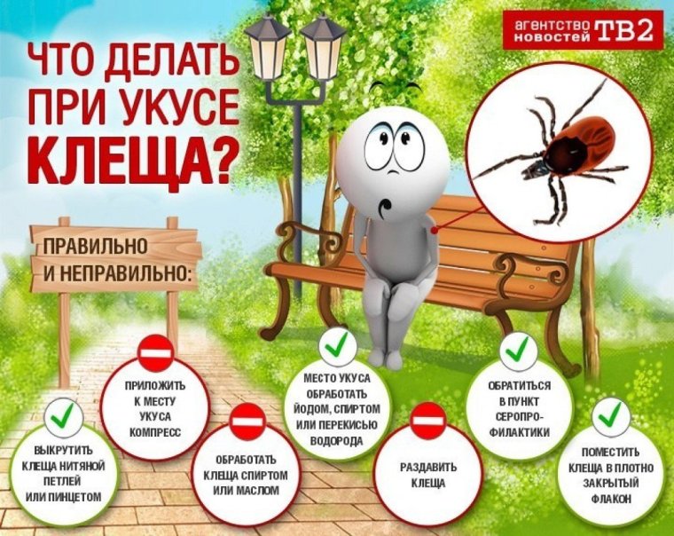 Памятка про клещей Роспотребнадзор