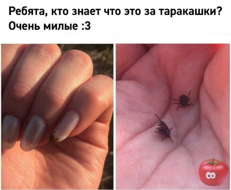 Мем про клещей букашек