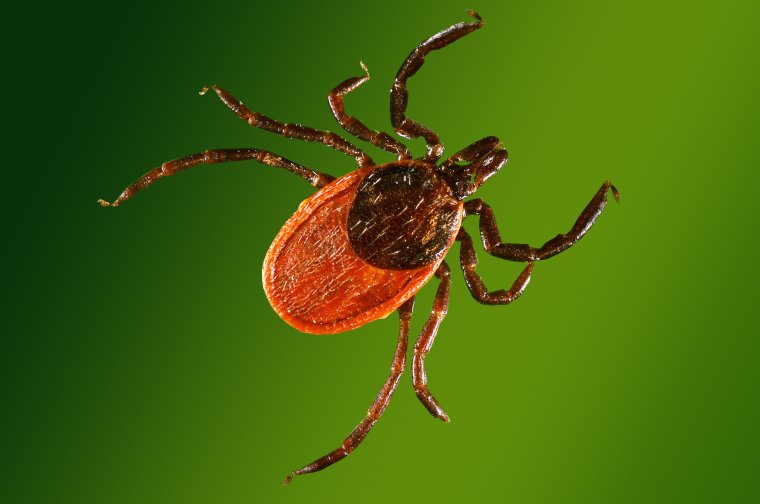 Иксодовые клещи