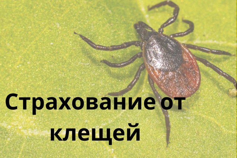 1 Медицинская помощь при укусе клеща памятка