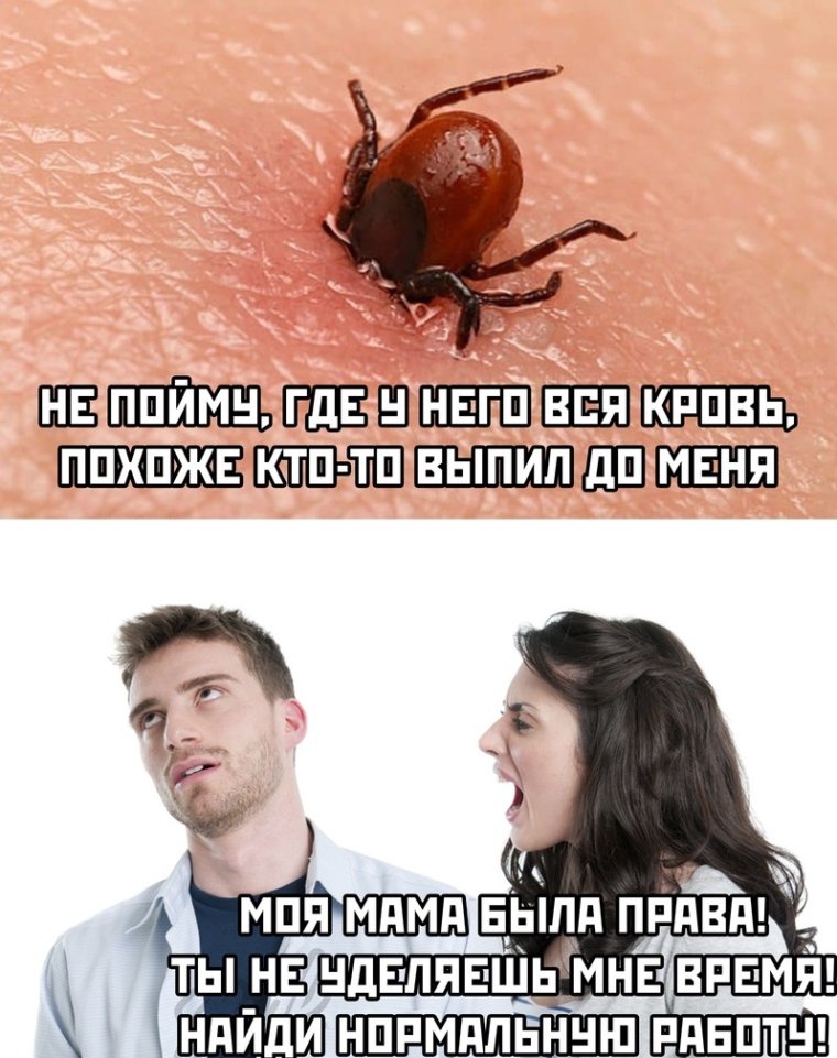 Мемы про клещей
