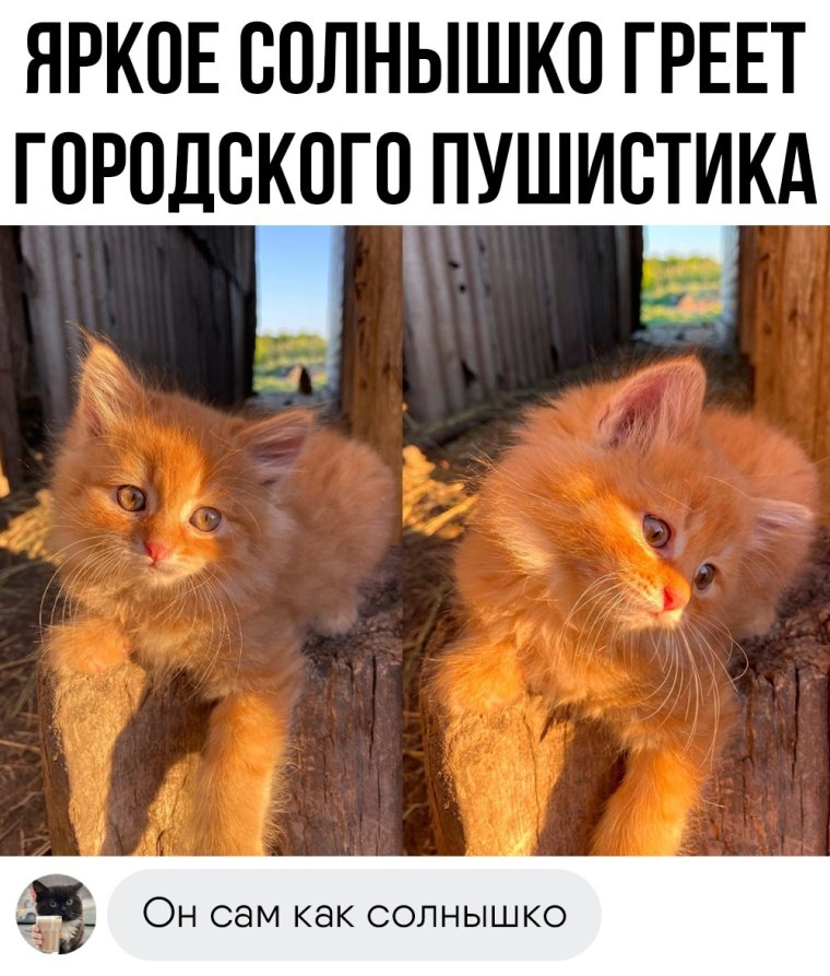 Смешные мемы таджики