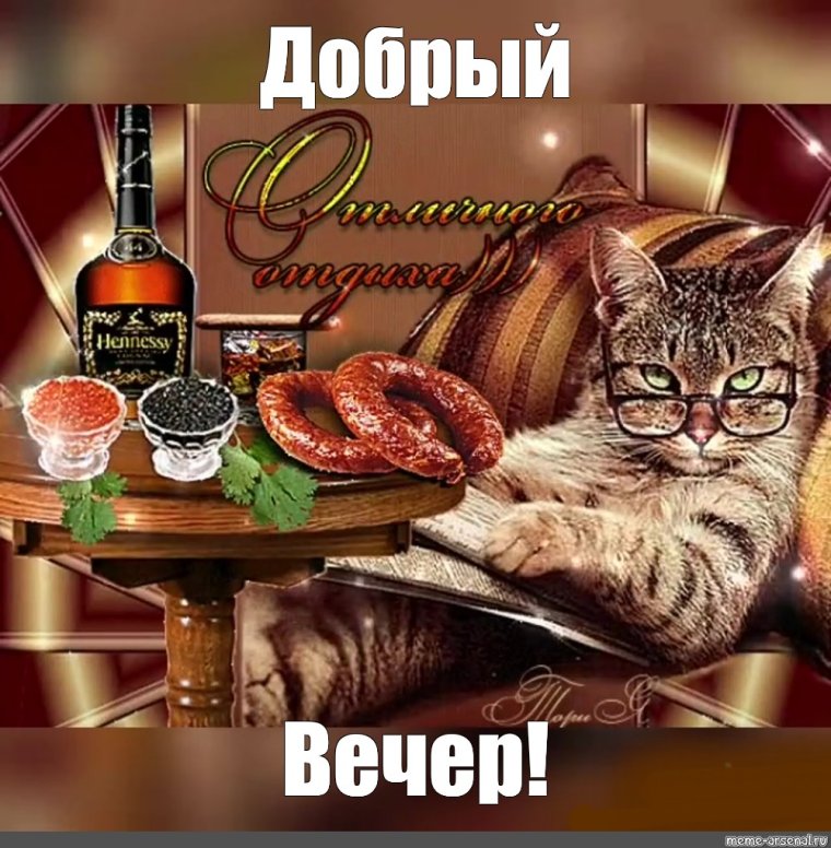 Петы кошки