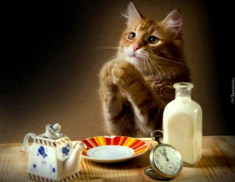 Добрый вечер смешные открытки