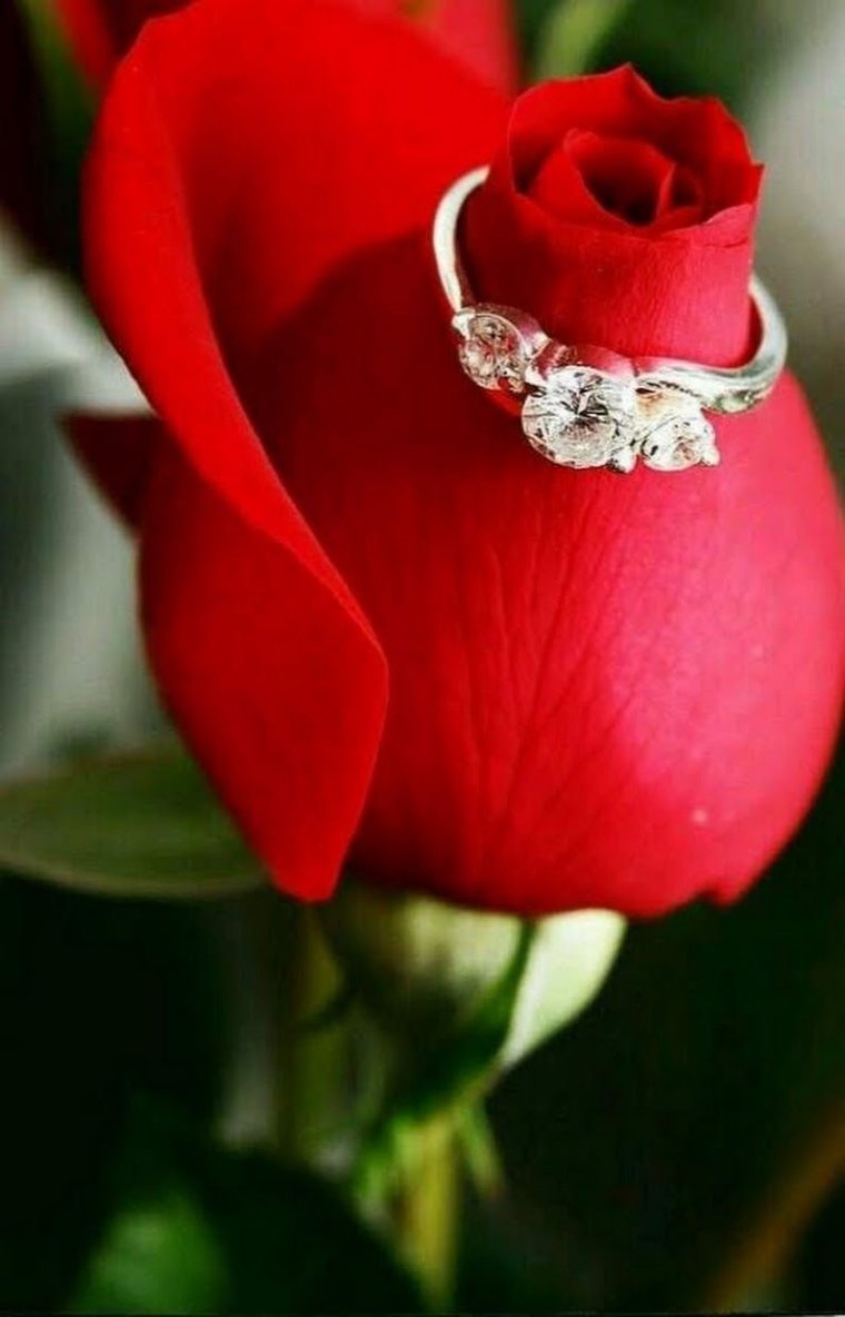 Самые красивые розы и кольцо