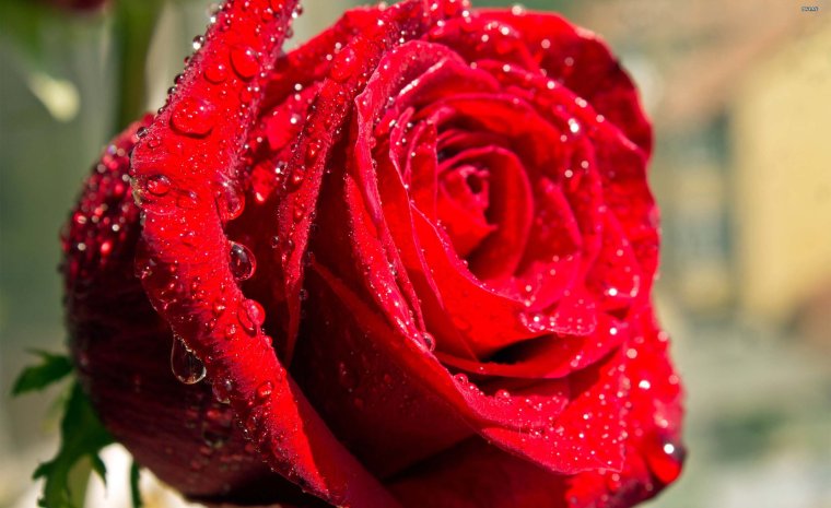 Роза гулу сурот