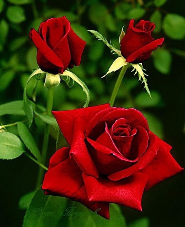 Гули садбарги Сафед