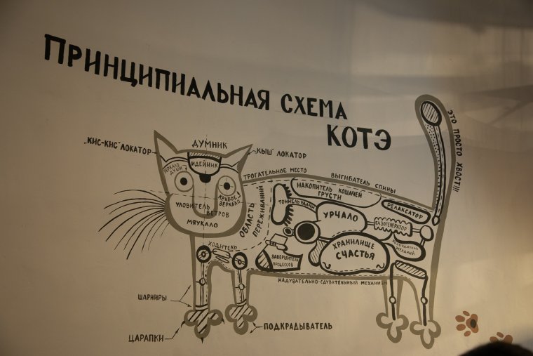 Переноска для кошек прикол