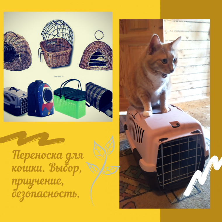 Приучение кошки к переноске