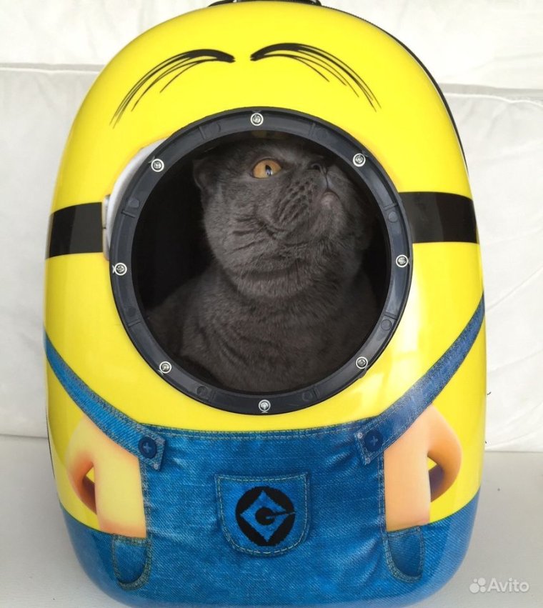 Рюкзак кот