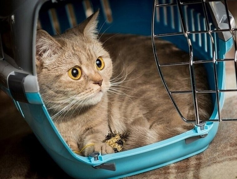 Кота везут к ветеринару