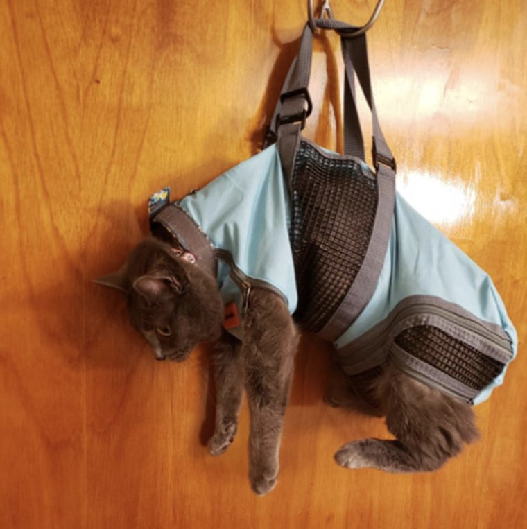 Переноска для кошек юмор