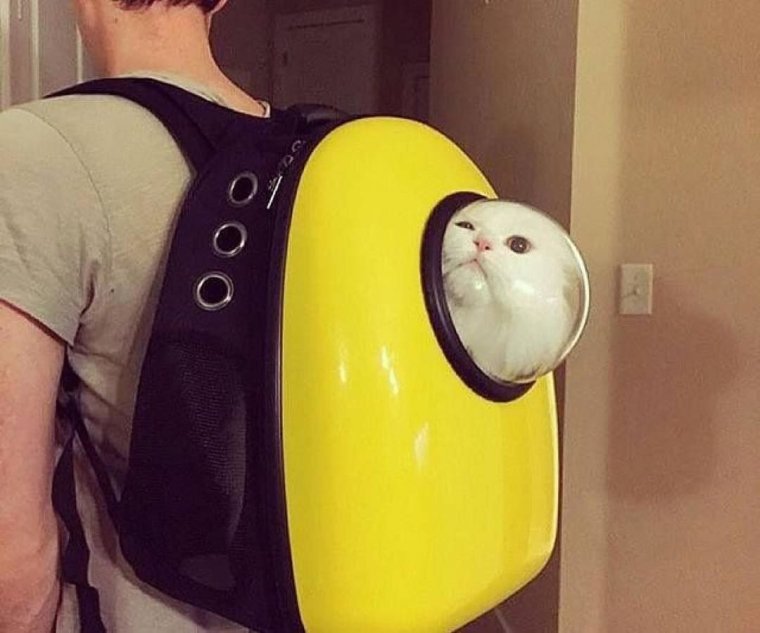 Самые смешные рюкзаки