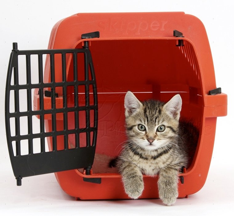 Кот в переноске