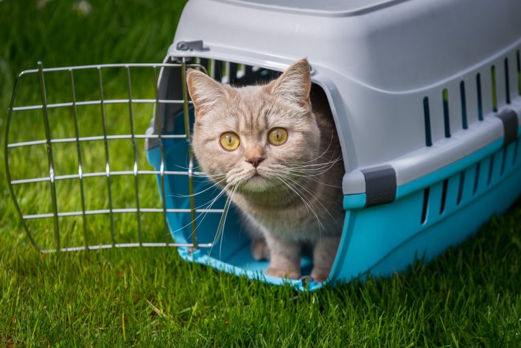 Кот в переноске