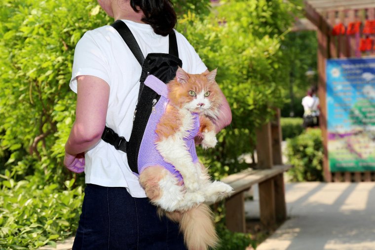 Переноска кенгуру для кошек