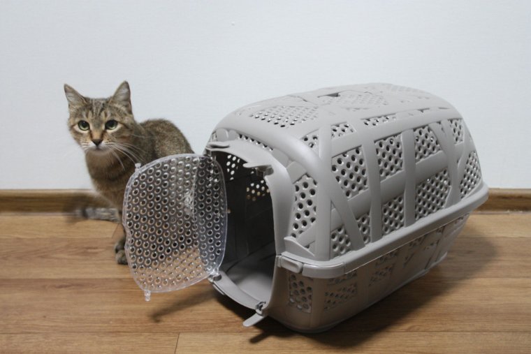 IMAC переноска carry Sport