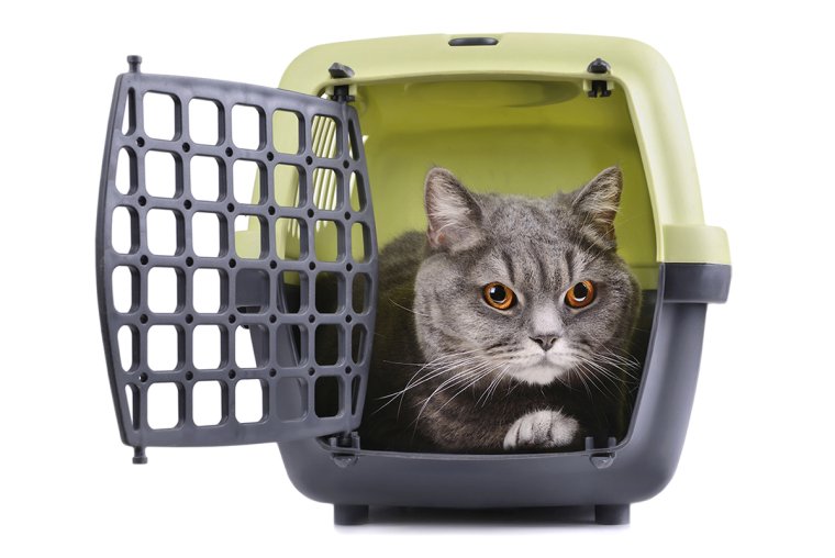 Переноски для кота