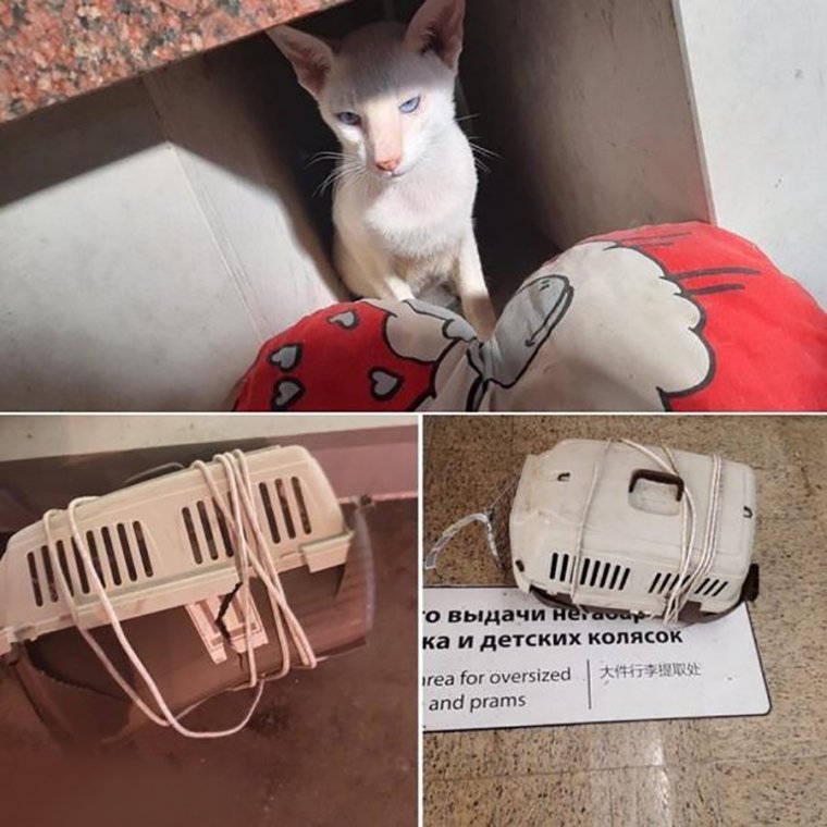 Переноска кота Аэрофлот