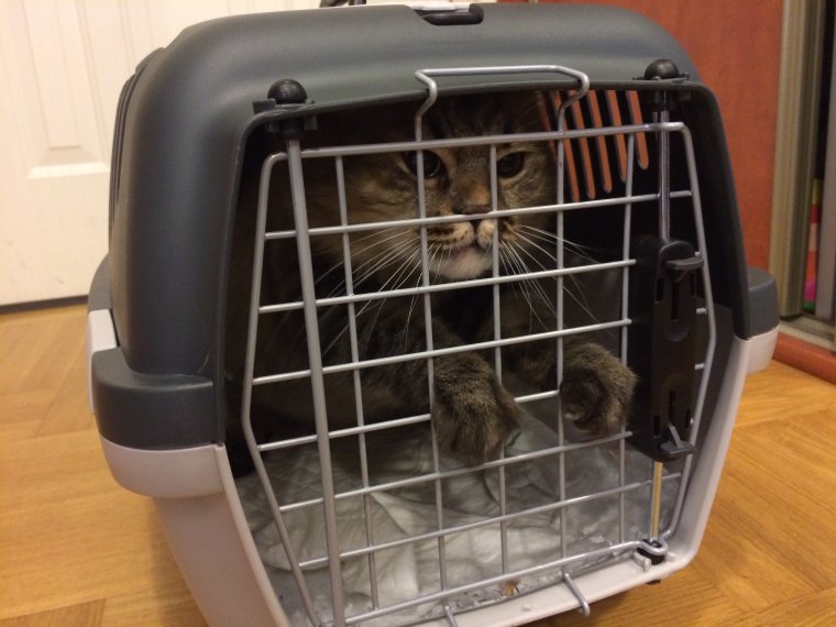 Переноска для кошек в самолет
