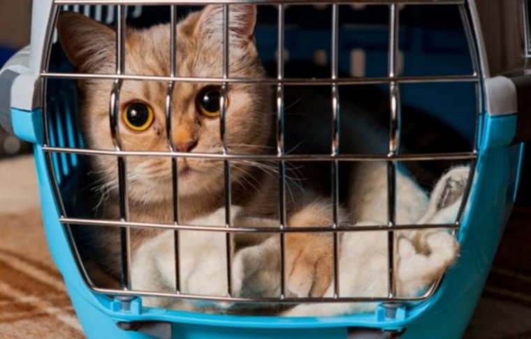 Кот в переноске