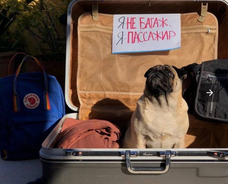 Багажное отделение в самолете для животных