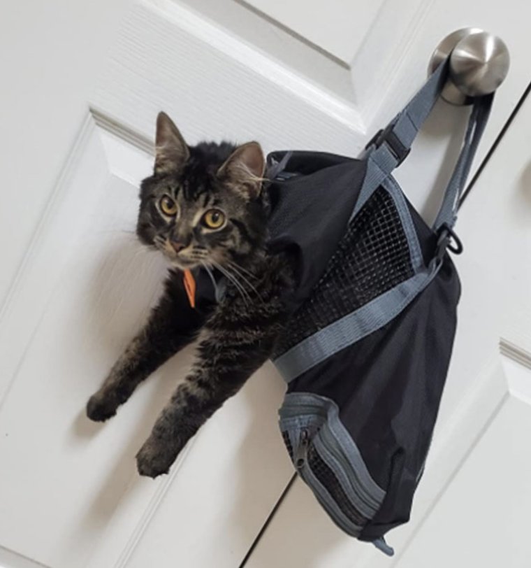 Сумка переноска кота прикол