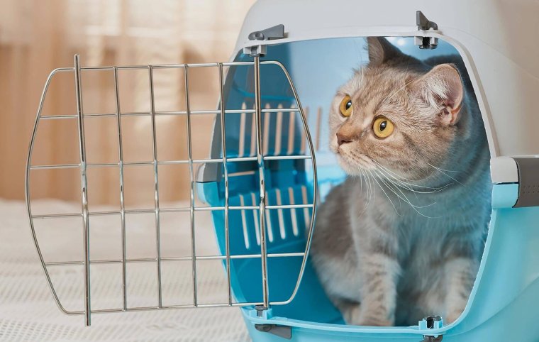 Котенок в переноске