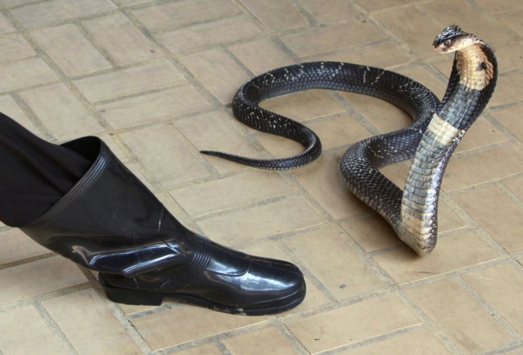 Змея в сапоге
