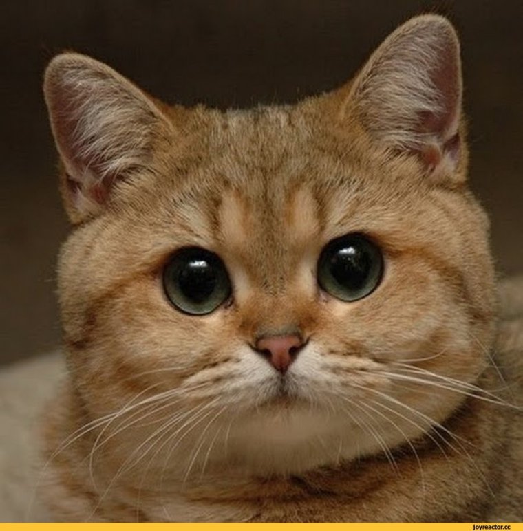 Евгений Петросян 2000