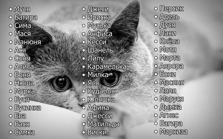 Клички для кошек