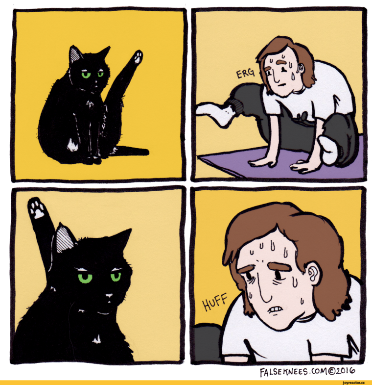 Мемы с котами построения