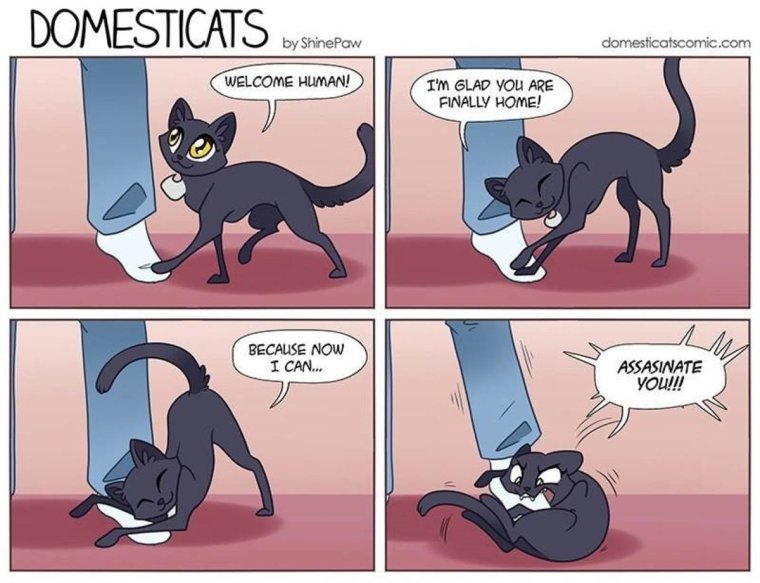 Комикс породы кошек