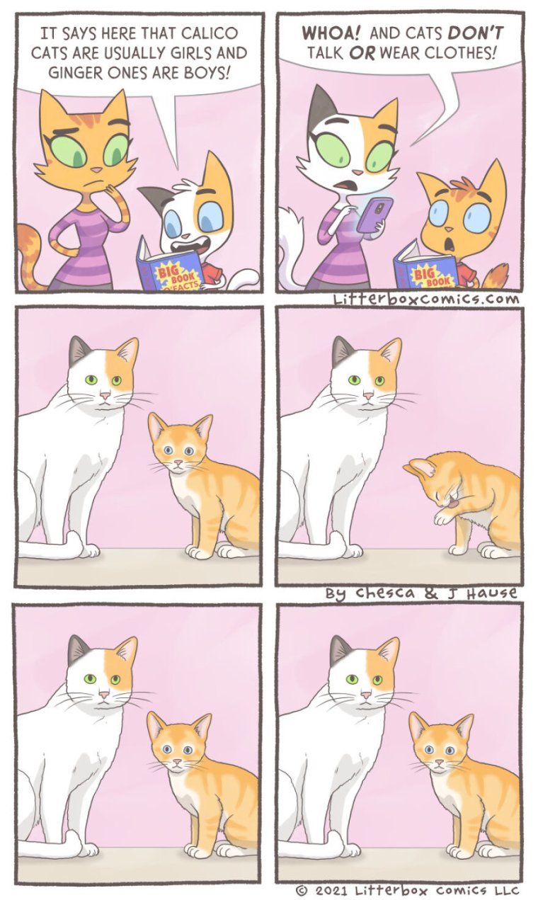 Мемы про котиков и еду