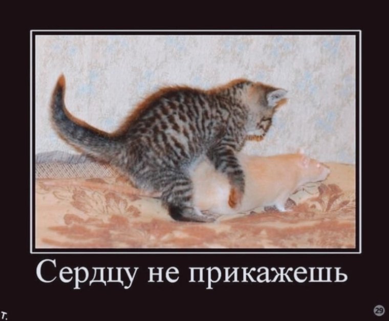 Демотиваторы с матами