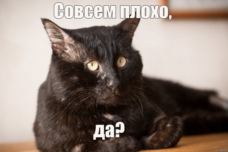 Для важных разговоров котики