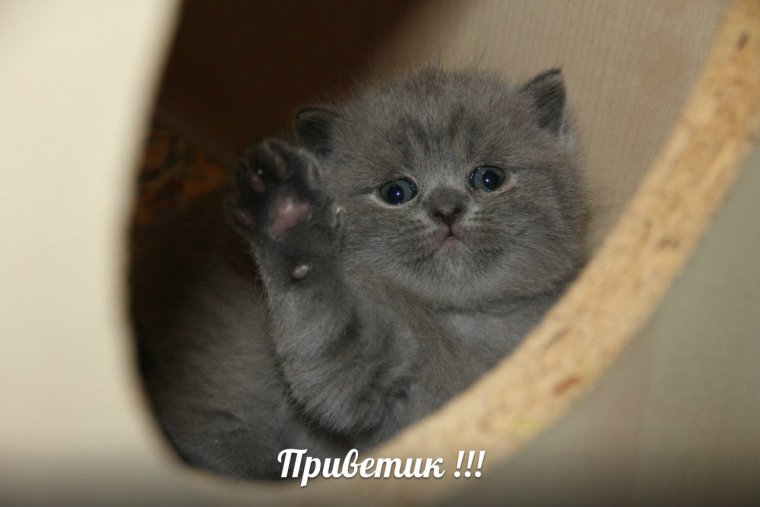 Котята фото смешные с надписями