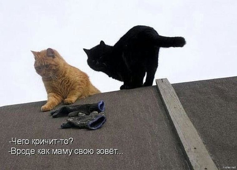 Жить с котом хорошо