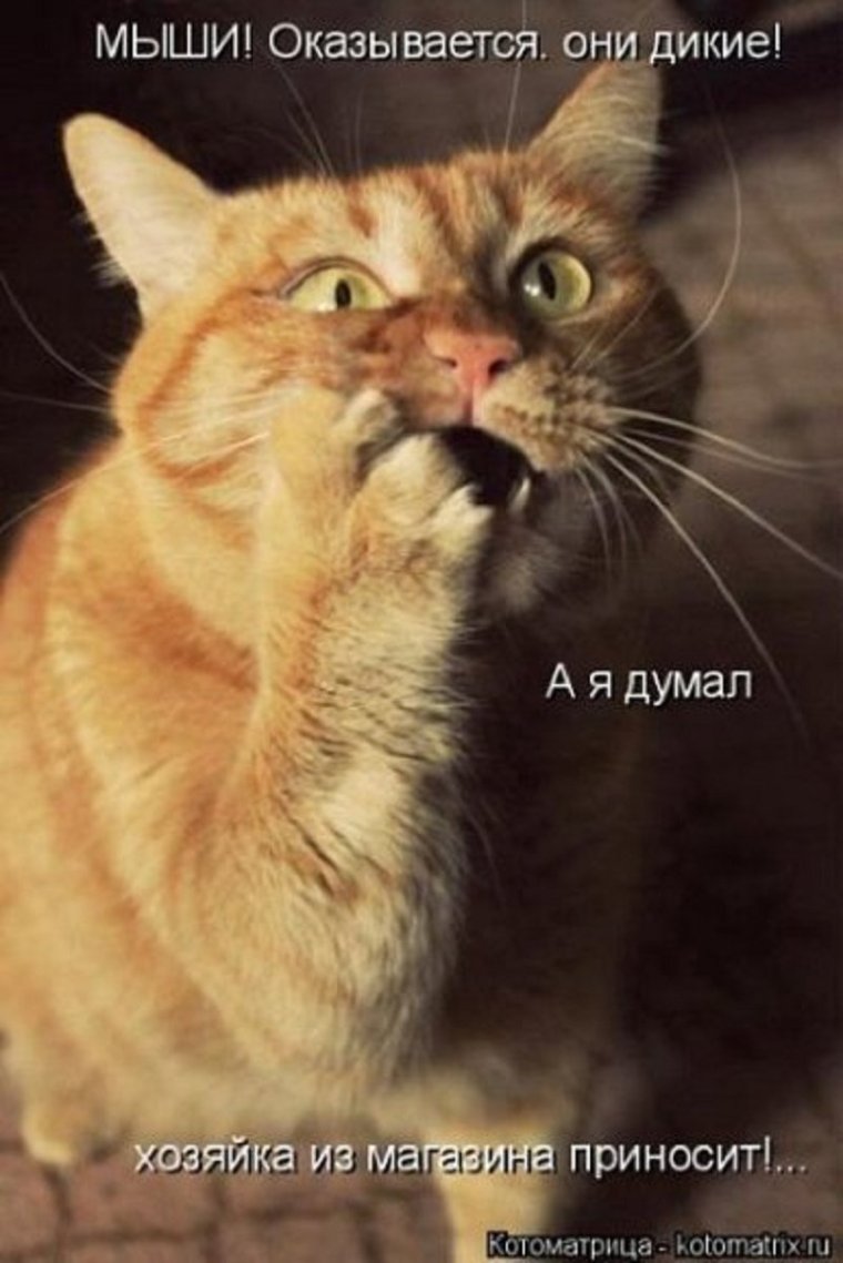Коты с матами картинки