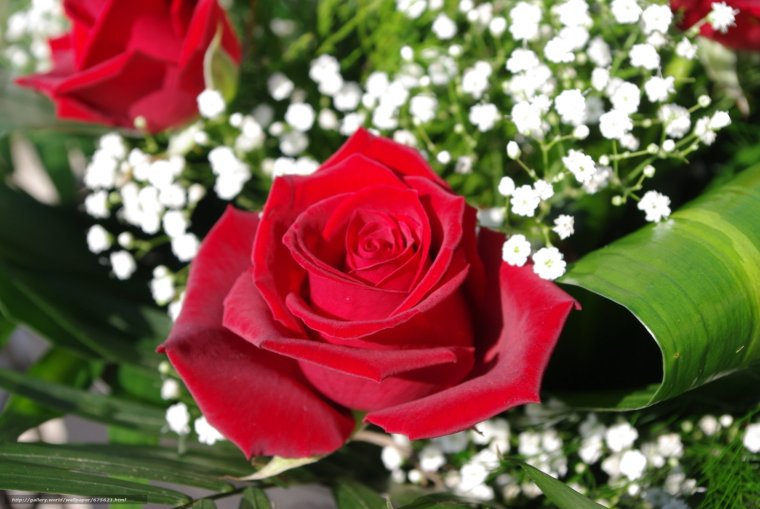 Чиройлик Гулар