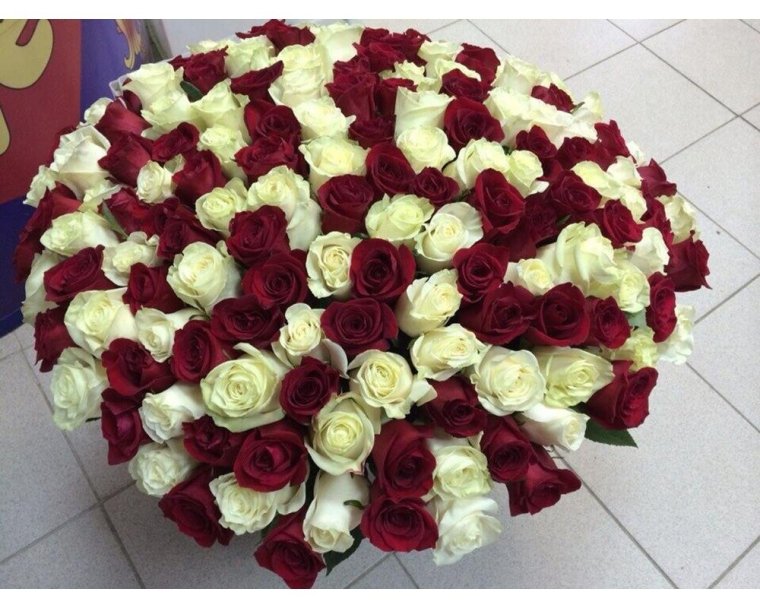 101 Красная роза "ред Наоми"