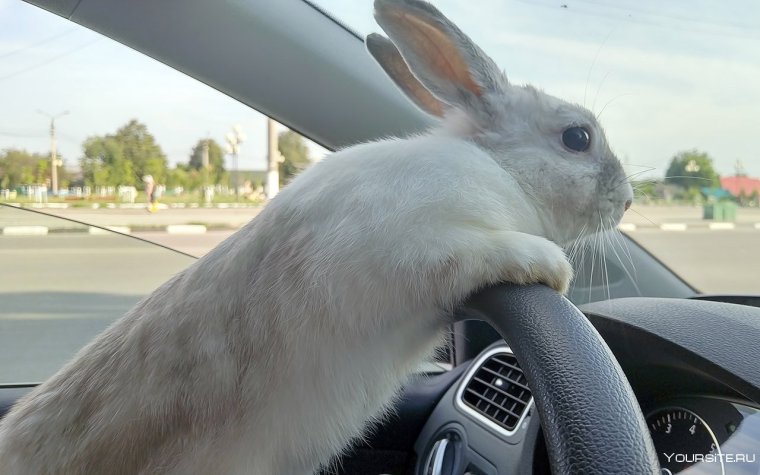 Машина зайчик