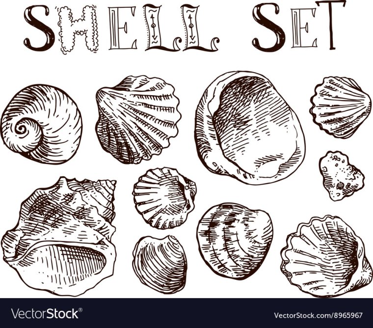 Shell draw vector