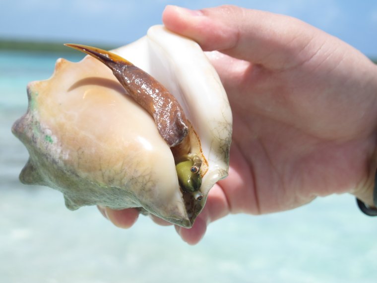 Моллюск с глазами в ракушке