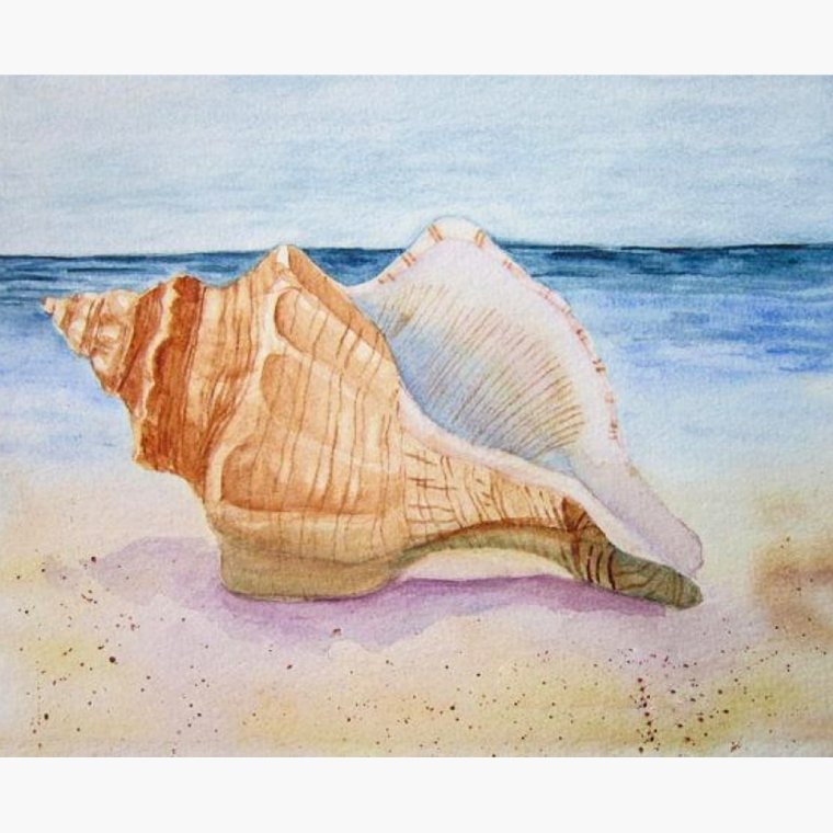 Морская раковина акварель