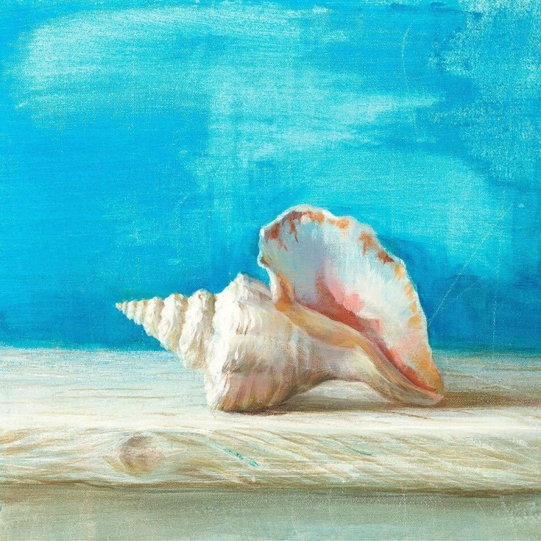 Морские раковины в живописи