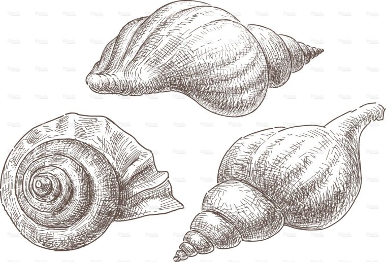 Моллюск карандашом