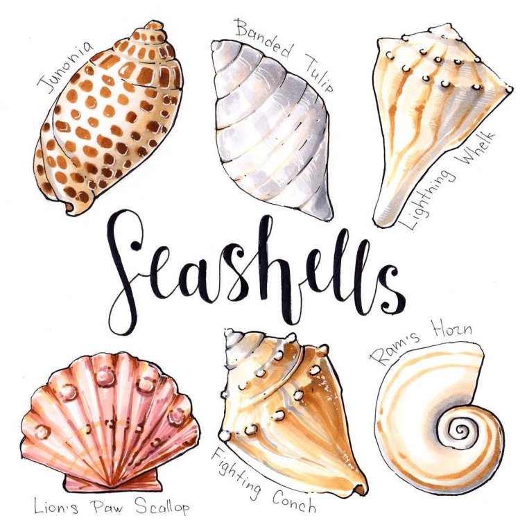 Ракушки маркерами