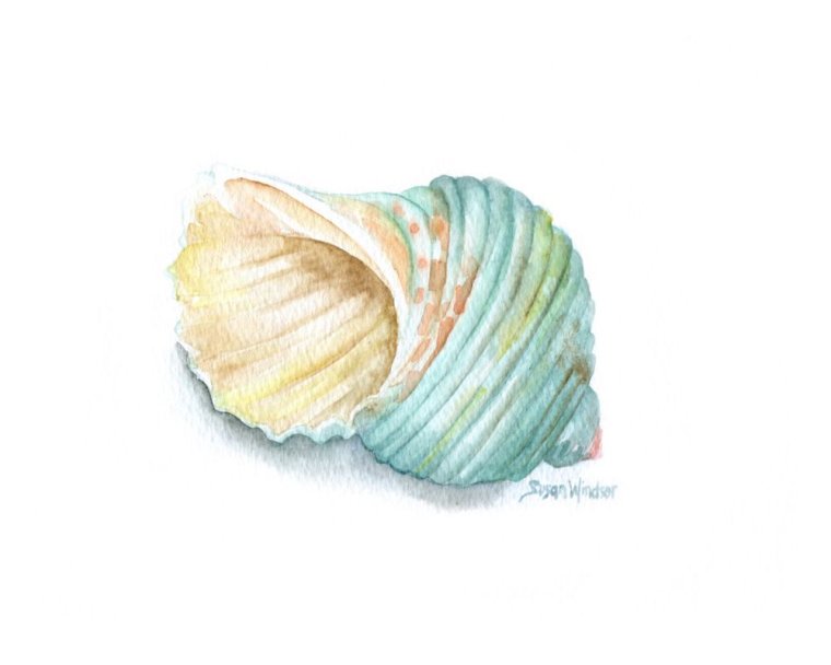 Ракушки акварелью